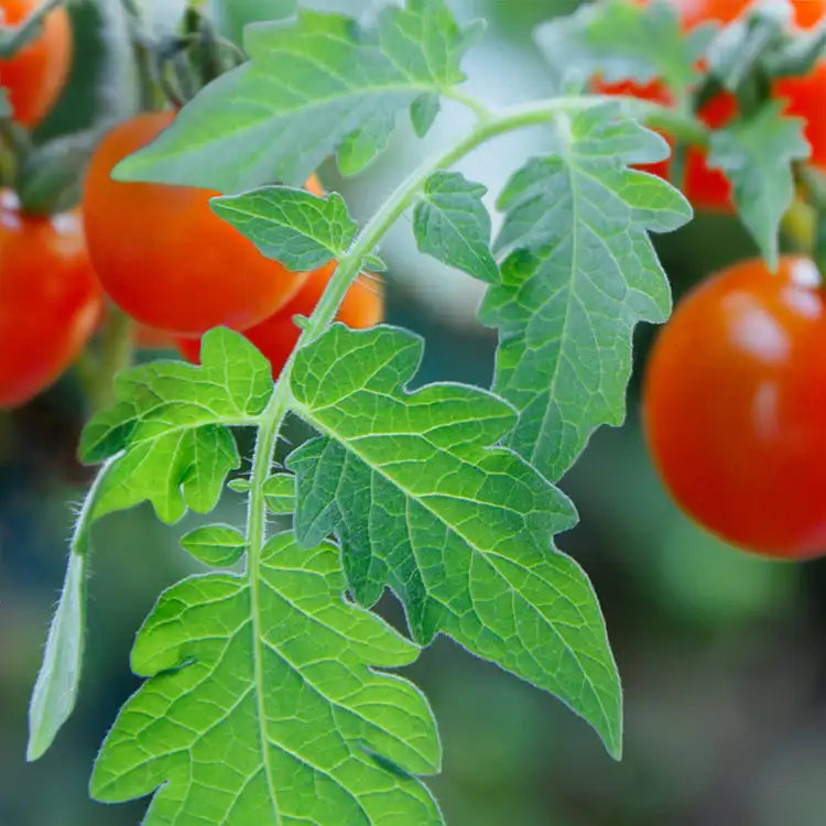 Tomato Leaf 16oz 3 Wick Candle