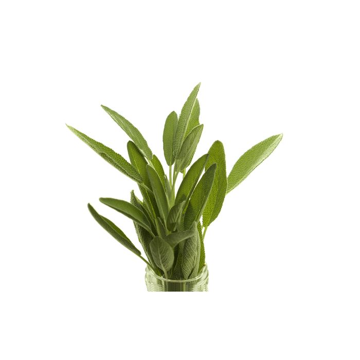 Sage 16oz 3 Wick Candle