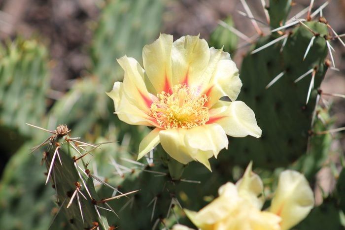 Baja Cactus Blossom 8oz Single Wick Candle