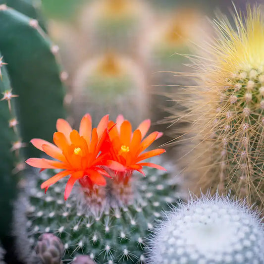 Cactus Flower & Jade 8oz Single Wick Candle