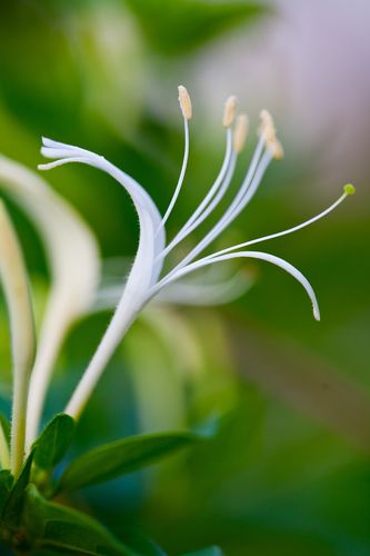 Honeysuckle Car Diffuser