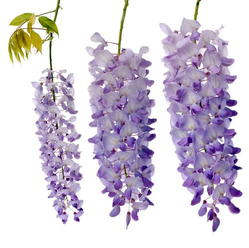 Wisteria