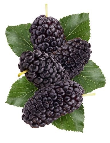Mulberry 8oz Single Wick Candle