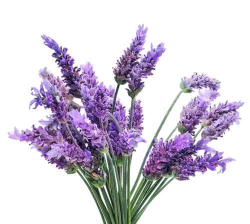Lavender 8oz Single Wick Candle