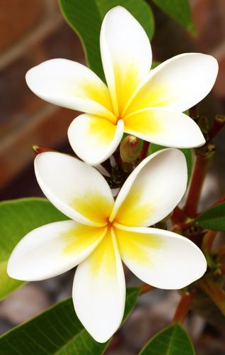 Plumeria 8oz Single Wick Candle