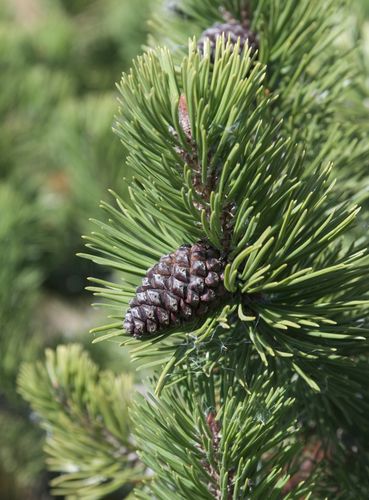 Forest Pine 8oz Single Wick Candle