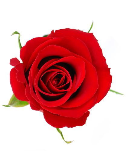 Rose Petals 8oz Single Wick Candle