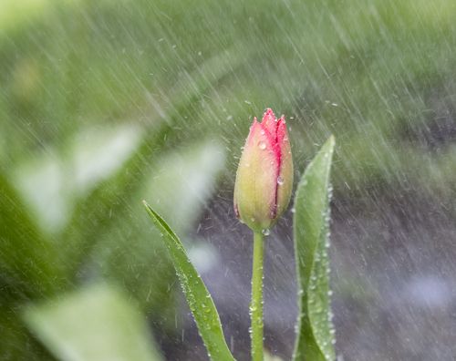 Spring Rain 8oz Single Wick Candle