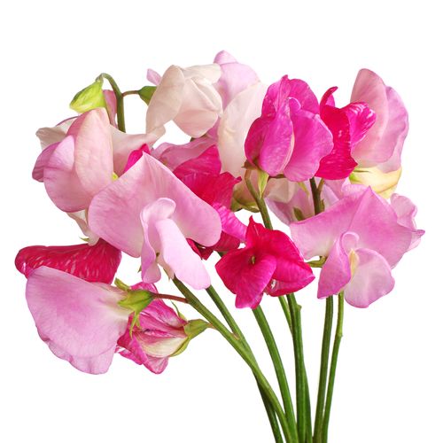 Sweet Pea 8oz Single Wick Candle